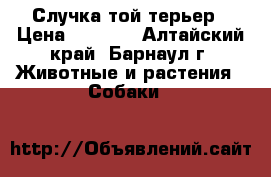 Случка той терьер › Цена ­ 1 000 - Алтайский край, Барнаул г. Животные и растения » Собаки   